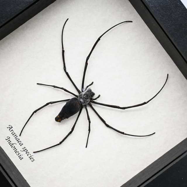 Real Silk Orb Weaver spider framed taxidermy - Aranaea species - large
