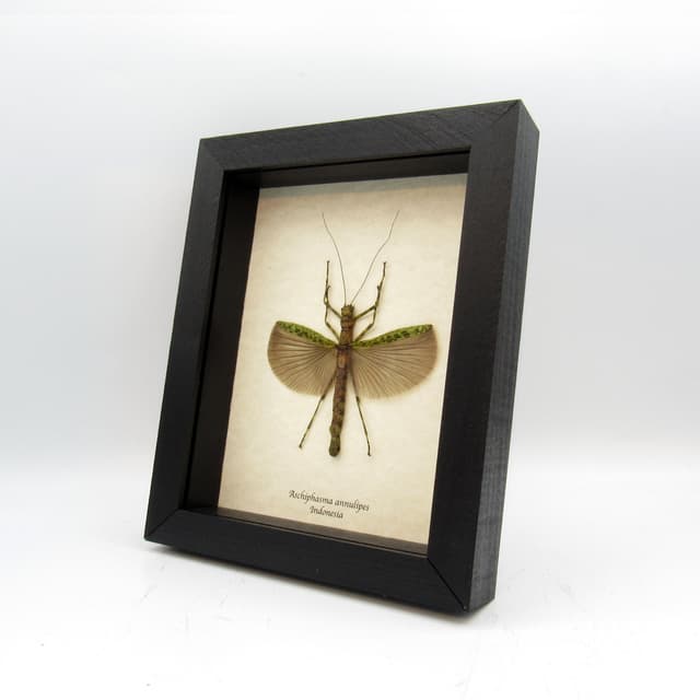 Soothing green stick bug framed taxidermy - Aschiphasma annulipes - large female