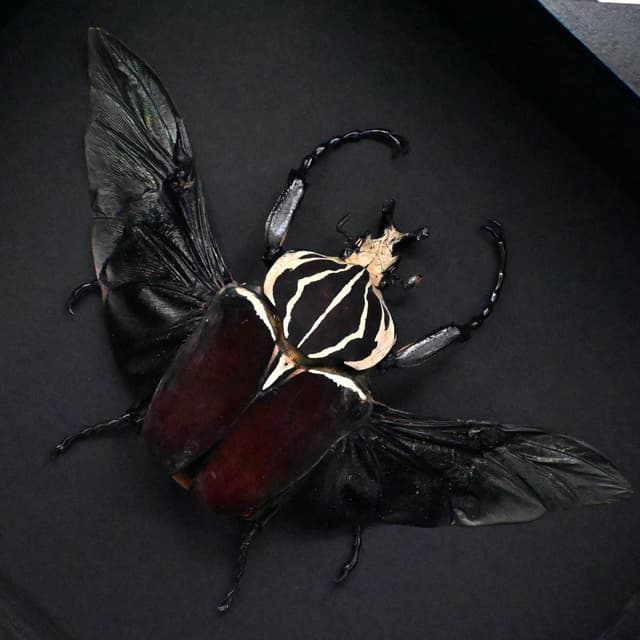 Real XL Flower Beetle framed taxidermy - Goliathus goliatus