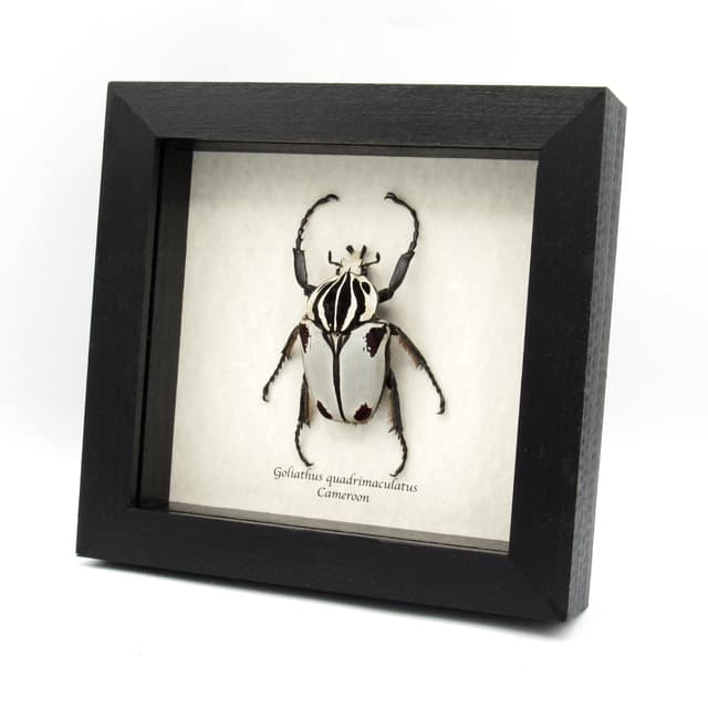 Rare Goliath beetle framed specimen - Goliathus quadrimaculatus - pristine