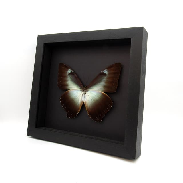Real XL framed Morpho butterfly taxidermy - Morpho cisseis gahua