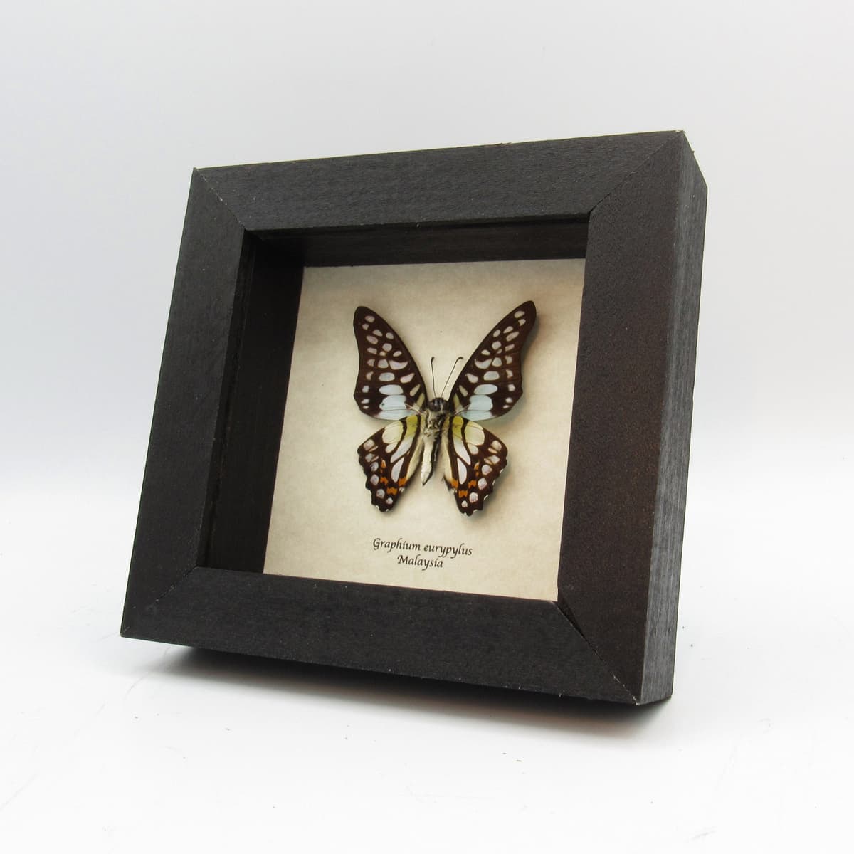 Real opalescent butterfly framed taxidermy - Graphium eurypylus