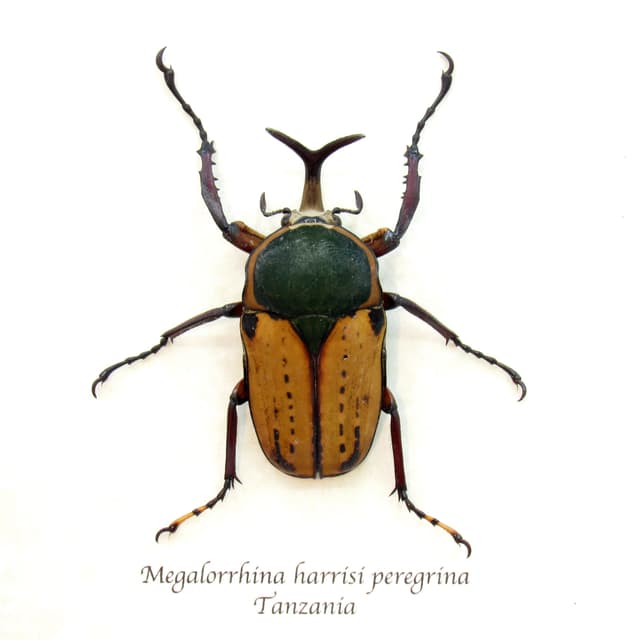 Real Longhorn flower beetle framed taxidermy - Megalorhina harrisi peregrina