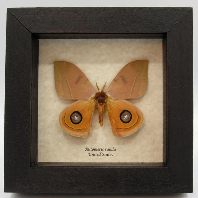 Real Desert Saturn moth framed taxidermy - Automeris randa
