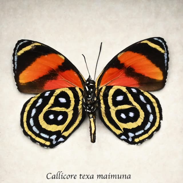 Real Texa Eighty-eight butterfly framed taxidermy - Callicore texa maimuna - 2