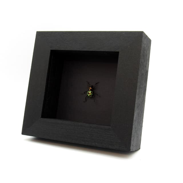 WEEVIL MANIA!  Real beetle framed taxidermy - Pachyrhynchus gemmatus