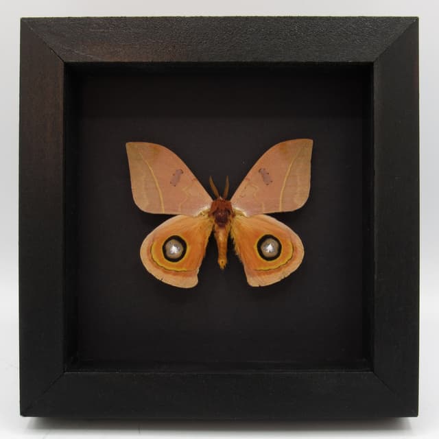 Real Desert Saturn moth framed taxidermy - Automeris randa