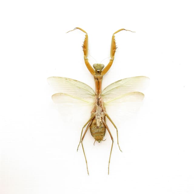 Giant Golden Praying Mantis framed taxidermy - Hierodula venosa - female