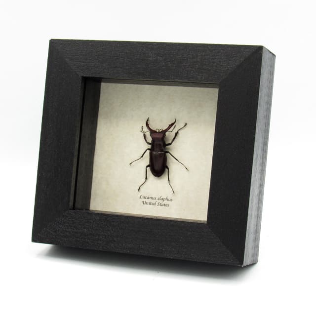 Rare American Giant Stag beetle framed specimen - Lucanus elaphus - small