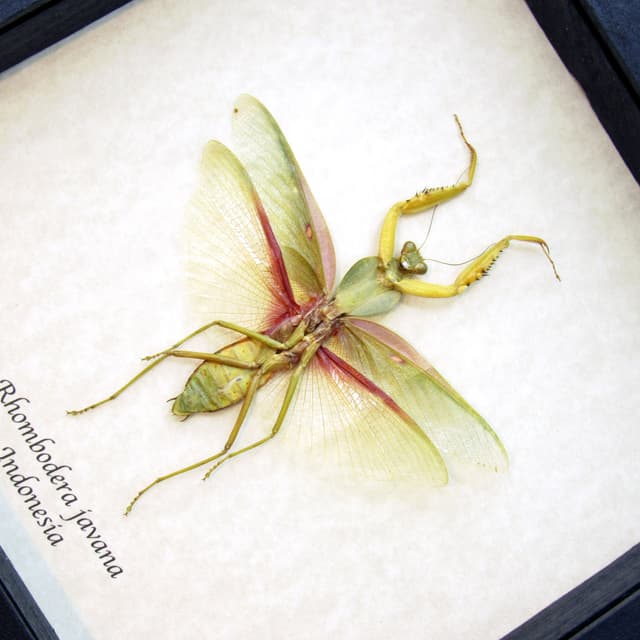 Real Giant Hooded Leaf Mantis framed taxidermy - Rhombodera javana