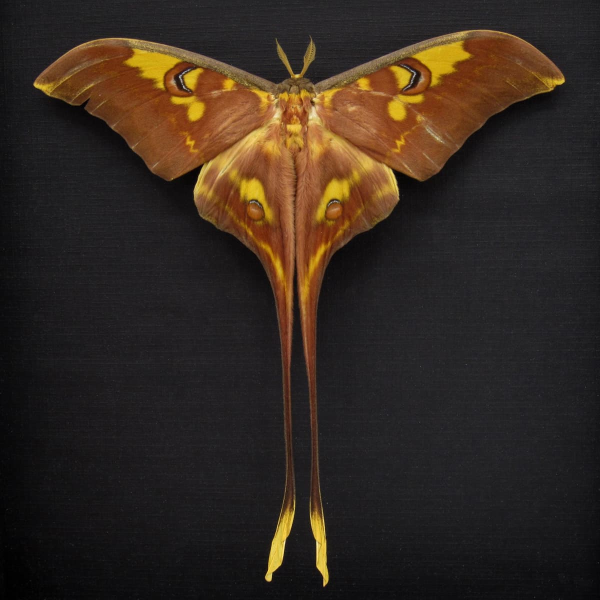 Rare Sulawesi Moon Moth framed taxidermy - Actias isis - Victorian mount - minor damage