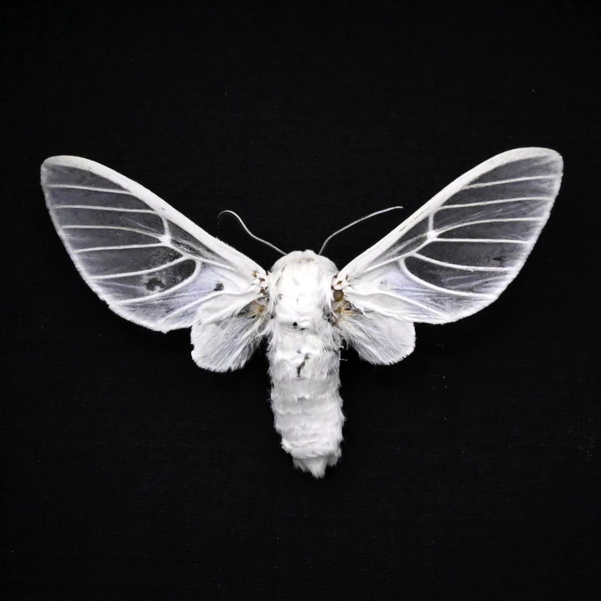 Rare white Erebid moth framed taxidermy - Balacra pulchra - large female