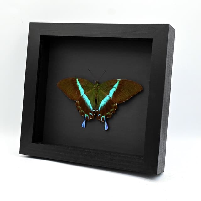 XL female Peacock Swallowtail butterfly framed taxidermy - Papilio blumei - Victorian mount