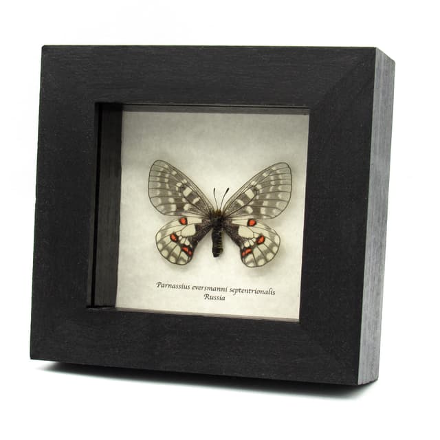 Rare White butterfly framed taxidermy - Parnassius eversmanni septentrionalis