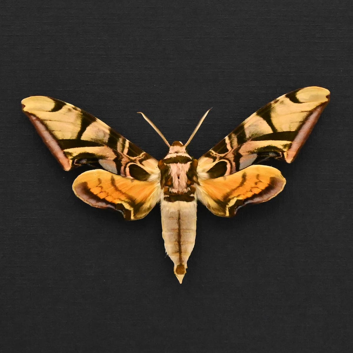 Rare Lavender Sphinx moth framed taxidermy - Batocnema coquerelii