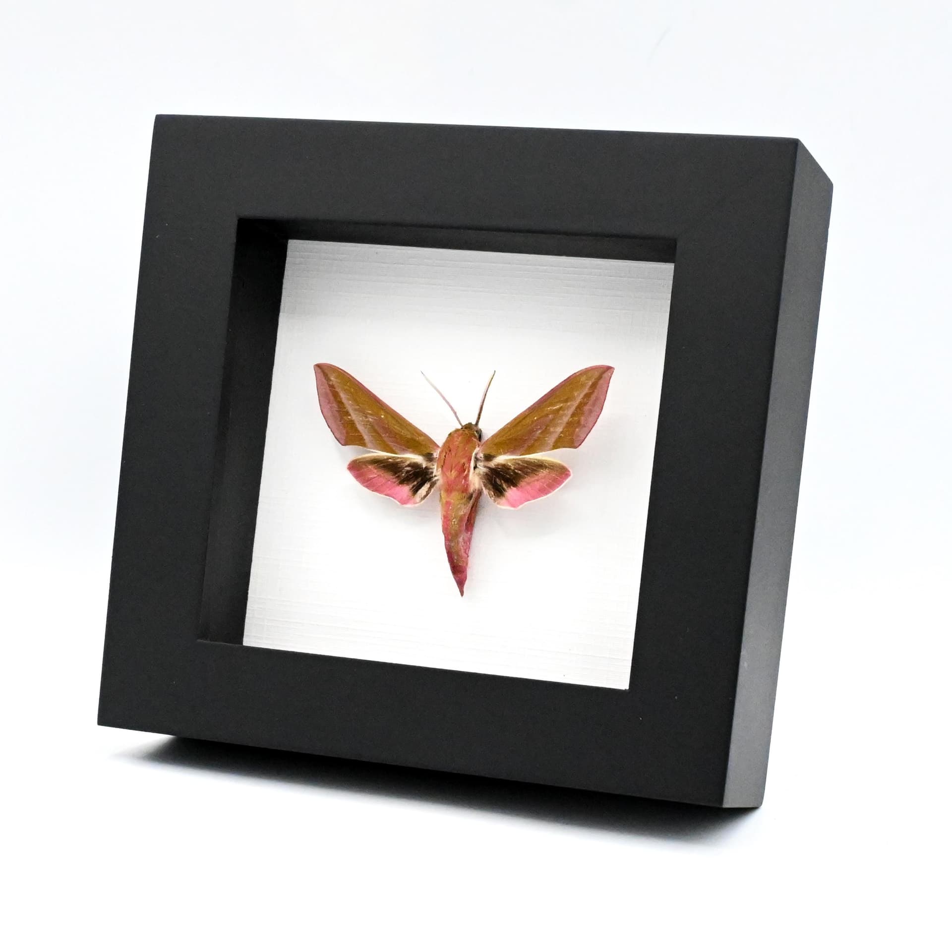 Real pink Elephant Hawk moth framed taxidermy - Deilephilia elpenor