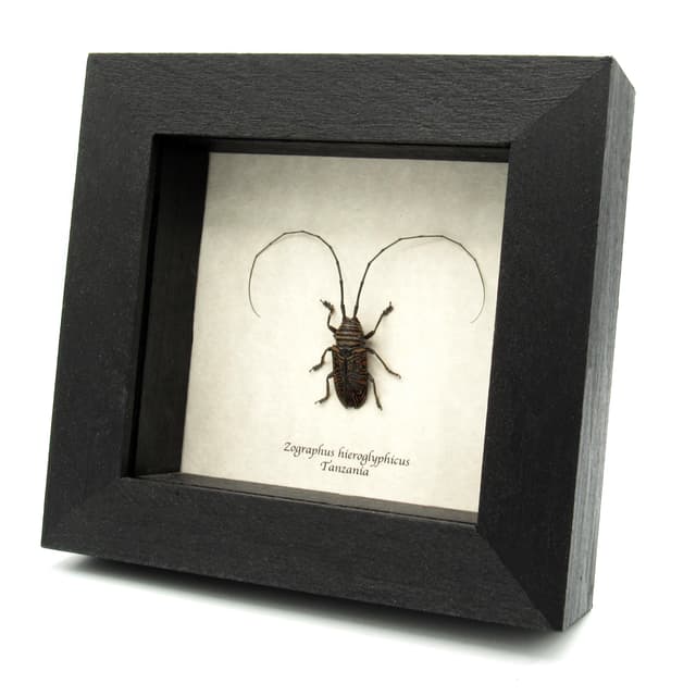 Real Hieroglyphic Longhorn beetle framed taxidermy - Zographus hieroglyphicus