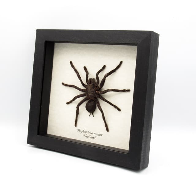 Real Zebra Leg Tarantula framed taxidermy - Haplopelma minax - large