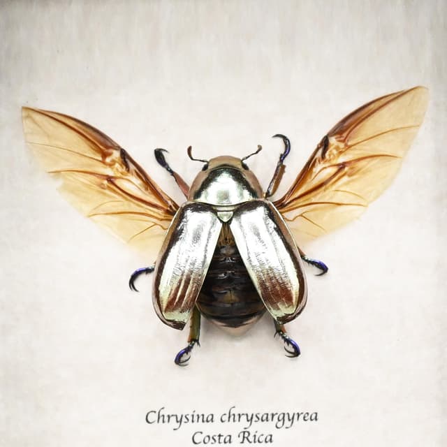 Rare silver Jewel beetle framed taxidermy - Chrysina chrysargyrea