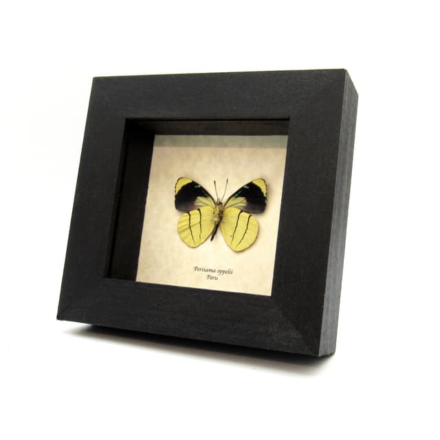 Real framed yellow butterfly taxidermy - Perisama oppelii