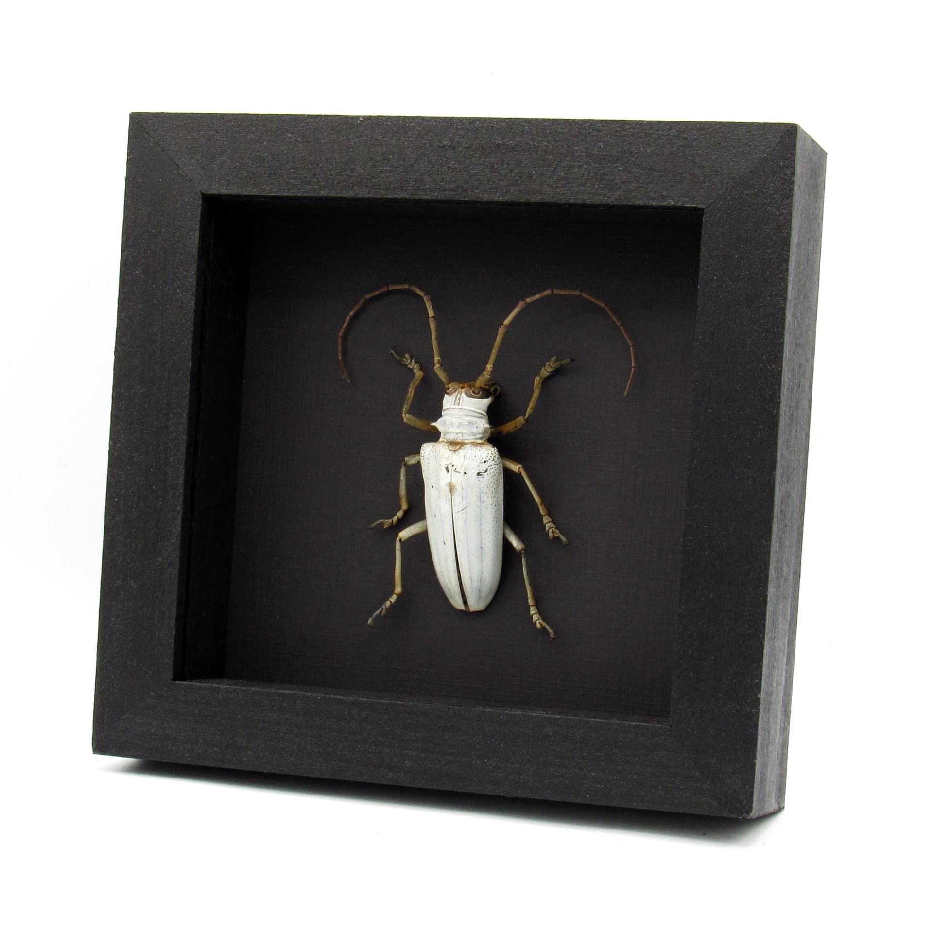 Rare giant white Longhorn beetle framed taxidermy - Rosenbergia lactiflua