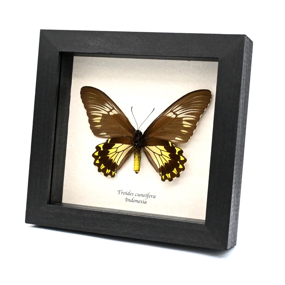 Large yellow Birdwing butterfly framed taxidermy - Troides cuneifera - female