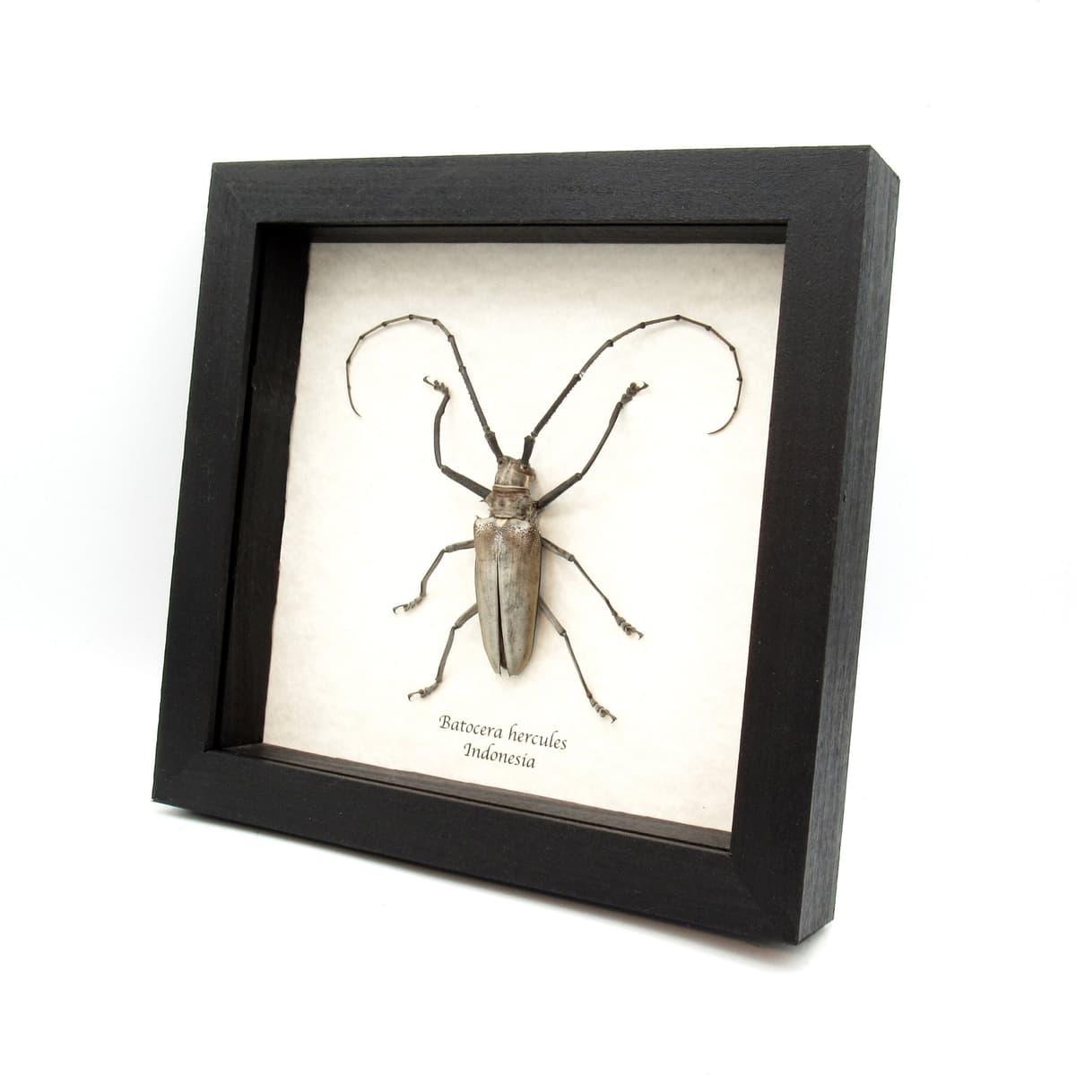 Rare XL Long Horn beetle framed taxidermy - Batocera hercules