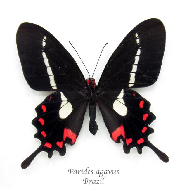 Rare red Cattleheart butterfly framed specimen - Parides agavus - large female