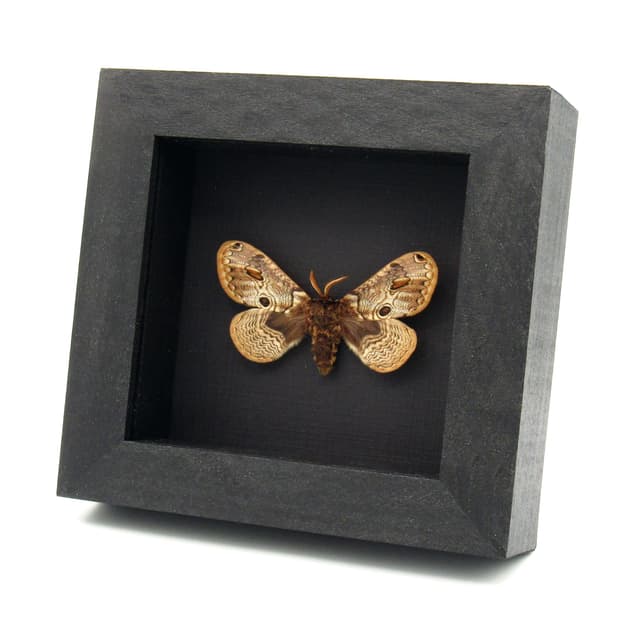 Real European Owl moth framed taxidermy - Brahmaea europaea