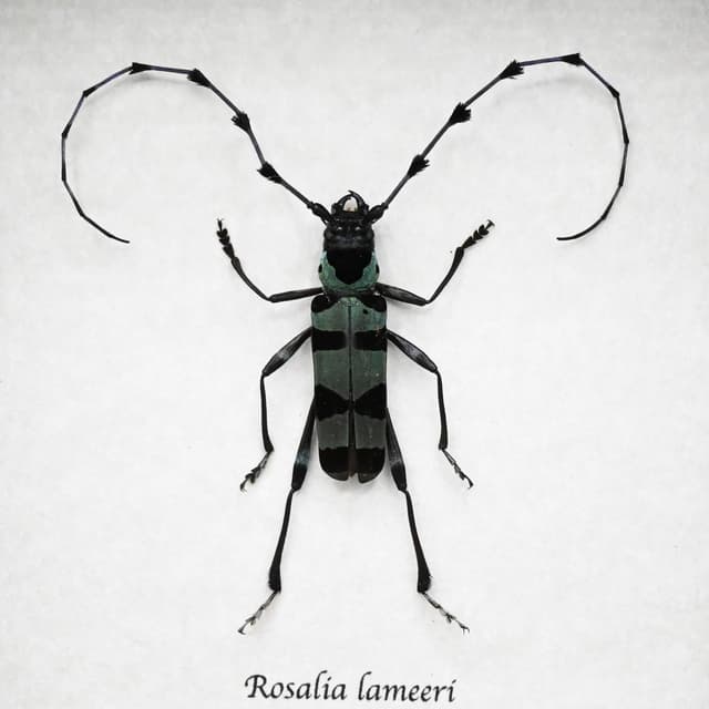Real blue Longhorn beetle framed taxidermy - Rosalia lameeri