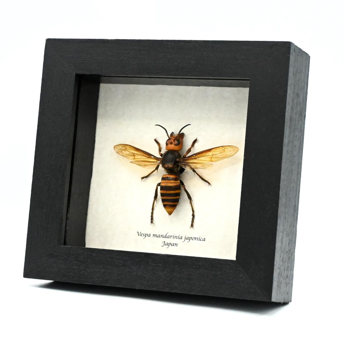 Real Giant Queen Murder Hornet framed taxidermy - Vespa mandarinia japonica