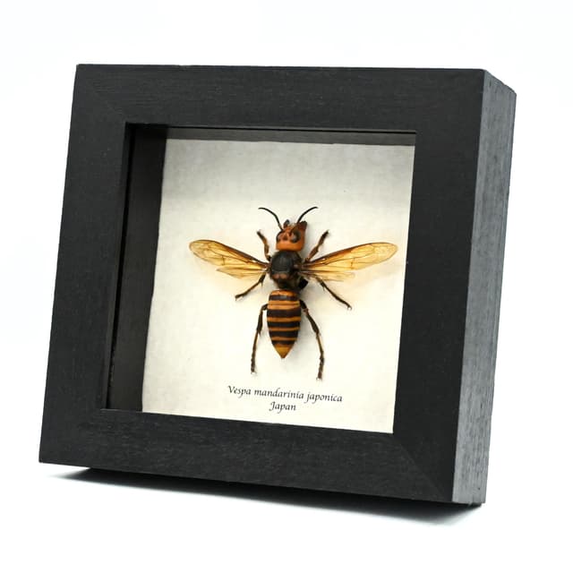 Real Giant Queen Murder Hornet framed taxidermy - Vespa mandarinia japonica