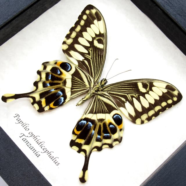 Real Giant Swallowtail butterfly framed taxidermy - Papilio ophidicephalus