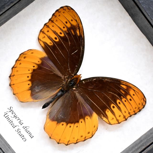 Rare Diana Fritillary framed taxidermy - Speyeria diana - missing antenna