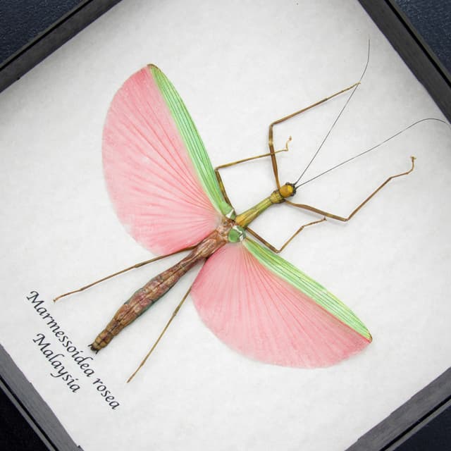 Real XL pink stick bug framed taxidermy - Marmessoidea rosea - female