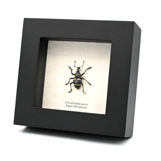 Real Weevil framed beetle taxidermy - Curculionidae species