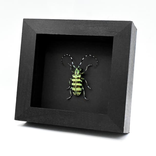 Large real Longhorn beetle framed taxidermy - Anoplophora birmanica