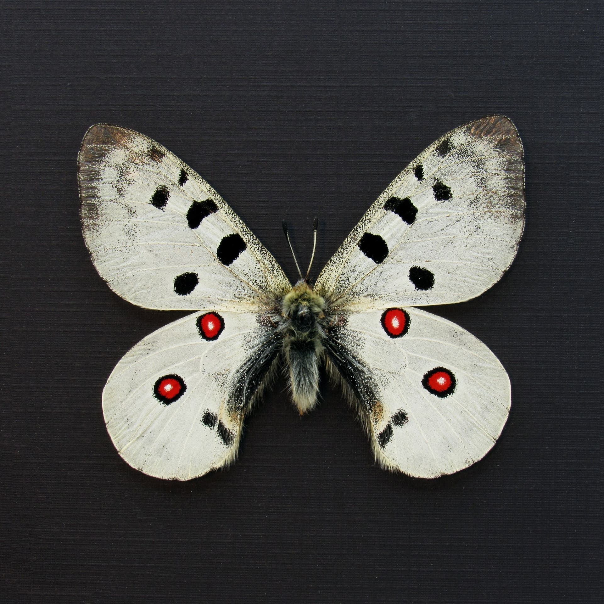 Real white Mountain Apollo butterfly framed taxidermy - Parnassius democratus