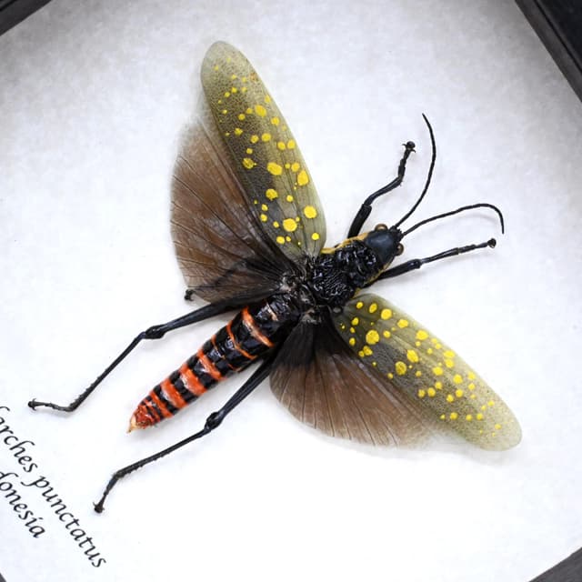 Real grasshopper framed taxidermy - Aularches punctatus