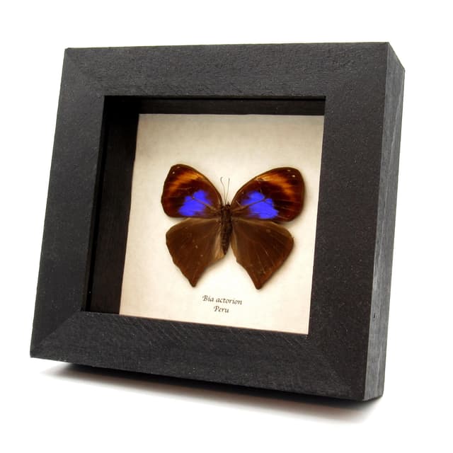 Rare Uncertain Owlet butterfly framed taxidermy - Bia actorion