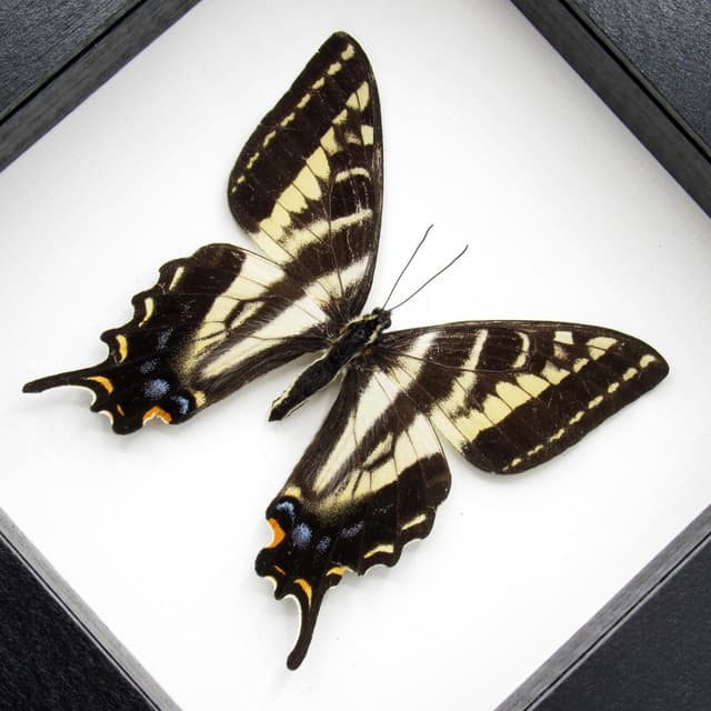 Real Pale Swallowtail framed taxidermy - Papilio eurymedon