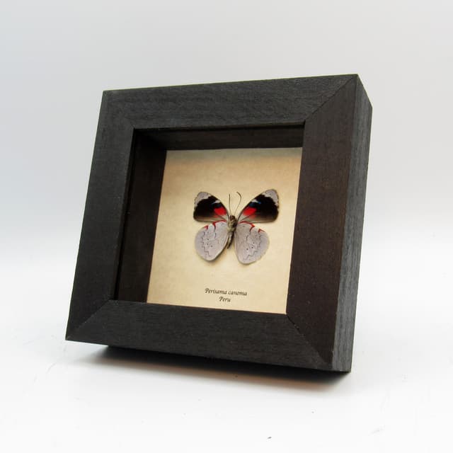 Real silver butterfly framed taxidermy - Perisama canoma