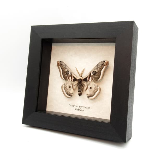 Rare white Saturn moth framed taxidermy - Saturnia pyretorum