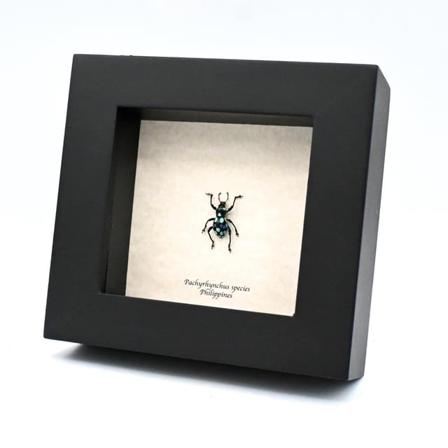 WEEVIL MANIA - Real beetle framed taxidermy - Pachyrhynchus species
