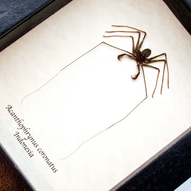 Real Whip Scorpion framed taxidermy - Acanthophrynus coronatus