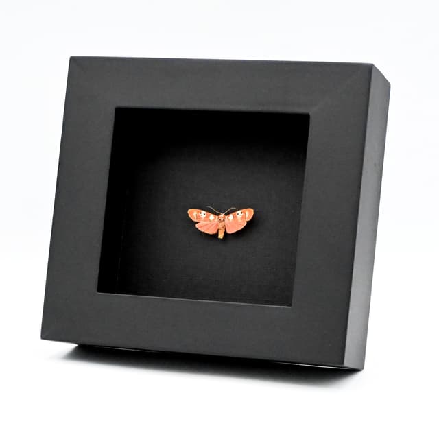 Real red Lichen moth framed taxidermy - Cyana weerawoothi