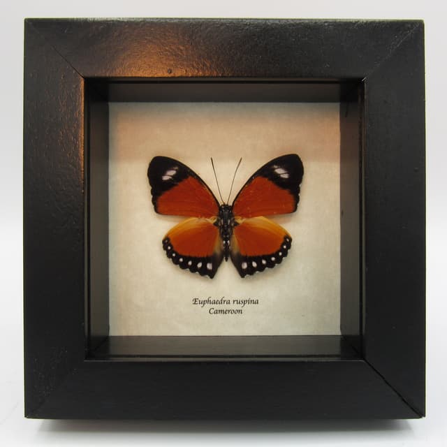 Real framed taxidermy butterfly - Euphaedra ruspina