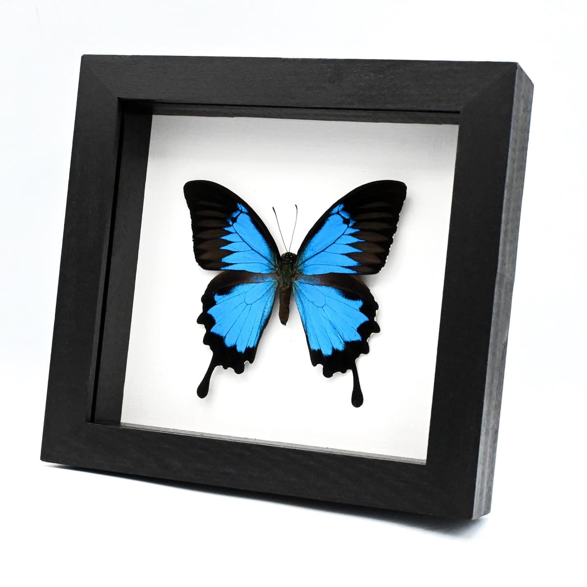 Real Blue Ulysses Swallowtail butterfly framed taxidermy - Papilio ulysses