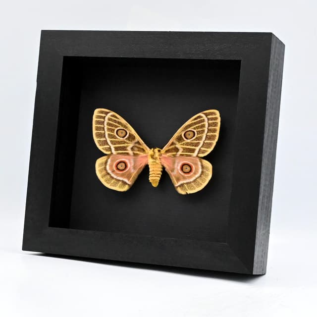 World rarity real yellow Saturn moth framed taxidermy - Bunaeopsis obie rothschildi - female