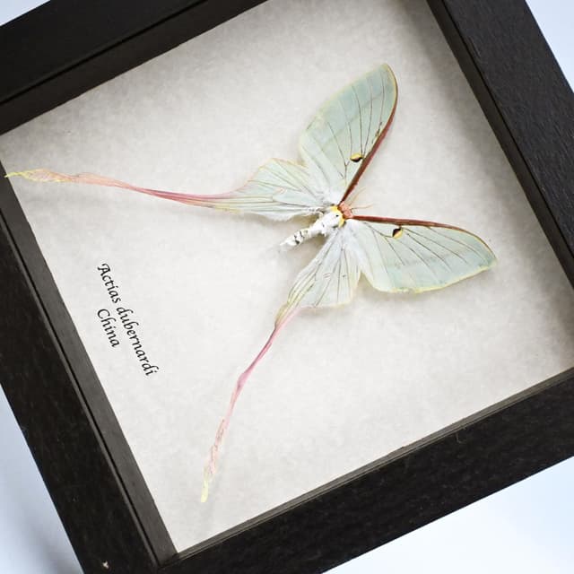 Rare XL Chinese Moon Moth framed - Actias dubernardi - female - minor damage